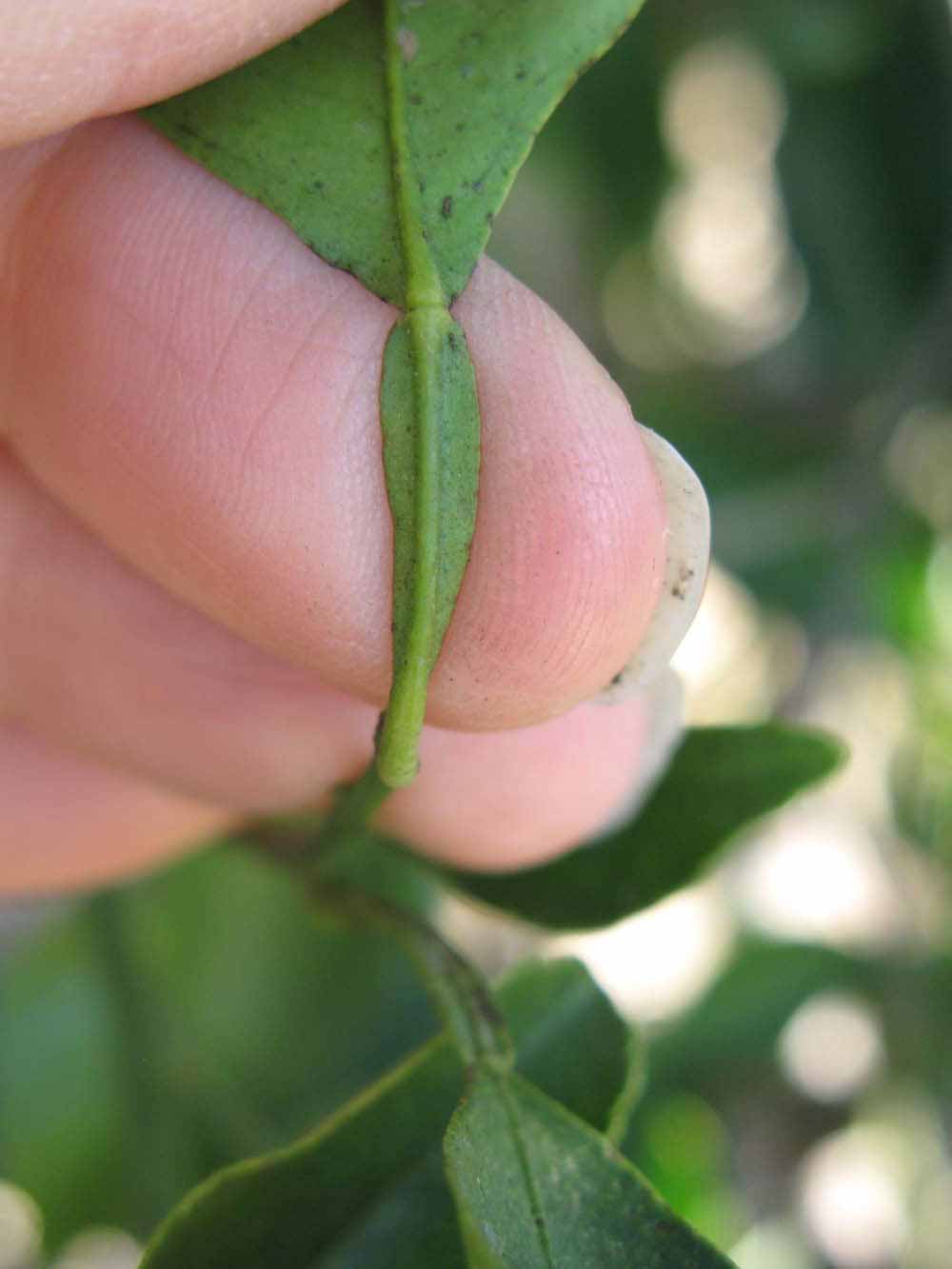              Petiole (Winter Haven, FL)       